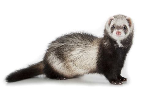 polecat meaning